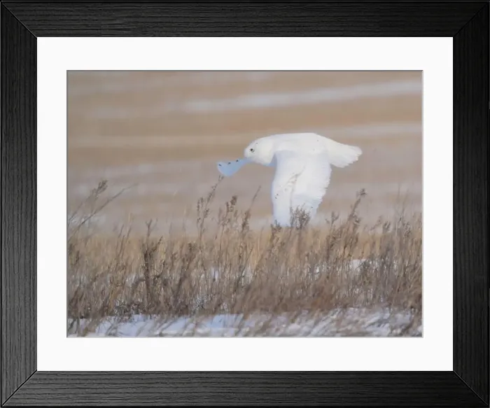 Framed Print : Snowy Owl Winter