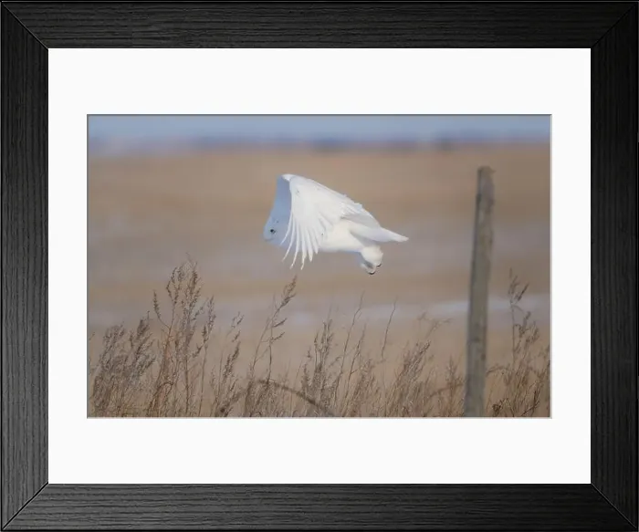 Framed Print : Snowy Owl Winter