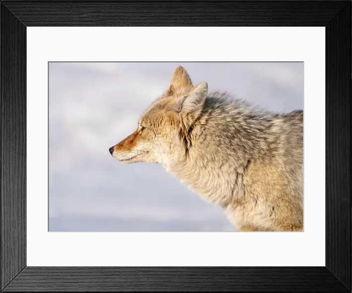 Framed Print : Prairie Coyote Canada Framed Print : Prairie Coyote Canada