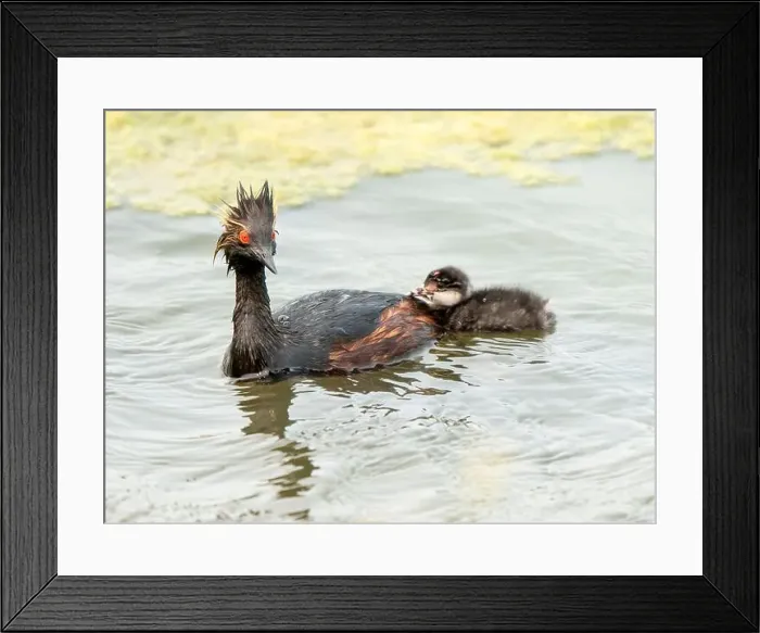 Framed Print : Eared Grebe Canada Framed Print : Eared Grebe Canada