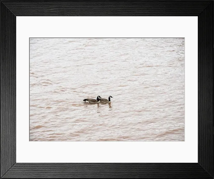 Framed Print : Canada geese in the Petitcodiac River in Moncton, New Brunswick, Canada