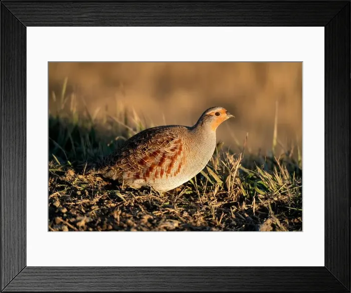 Framed Print : Close Up Partridge Framed Print : Close Up Partridge