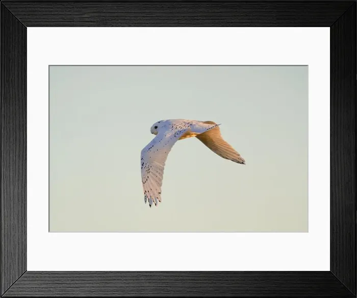 Framed Print : Snowy Owl Winter