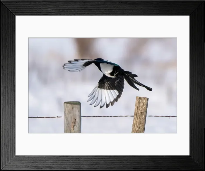 Framed Print : Magpie in Flight Framed Print : Magpie in Flight