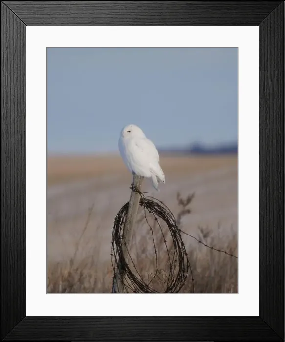Framed Print : Snowy Owl Winter