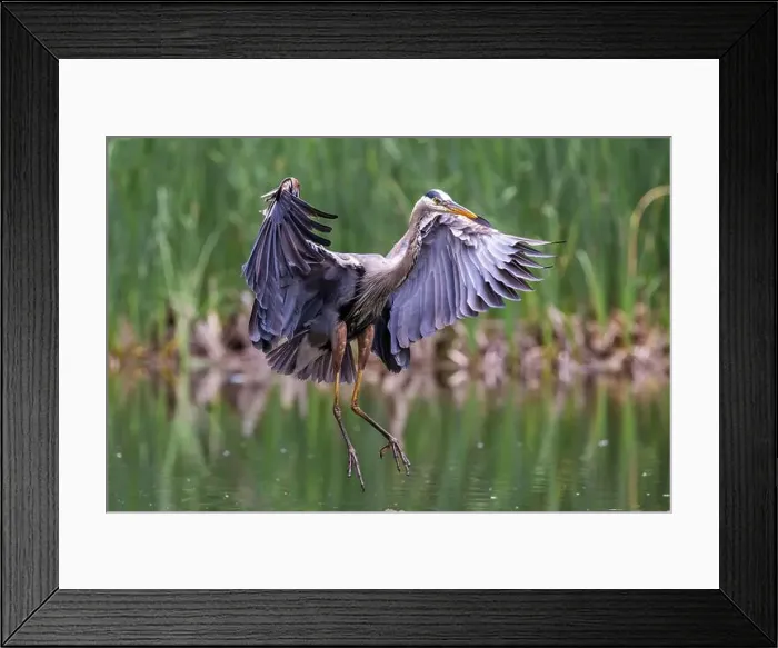 Framed Print : Great blue heron (Ardea herodias) fishing Framed Print : Great blue heron (Ardea herodias) fishing