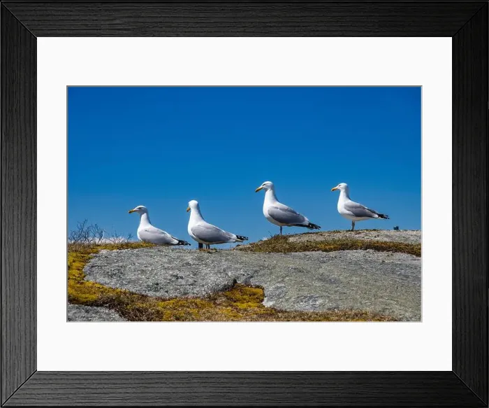 Framed Print : Great black-backed gulls standing on a rock at Peggy's Cove, Nova Scotia, Canada Framed Print : Great black-backed gulls standing on a rock at Peggy's Cove, Nova Scotia, Canada