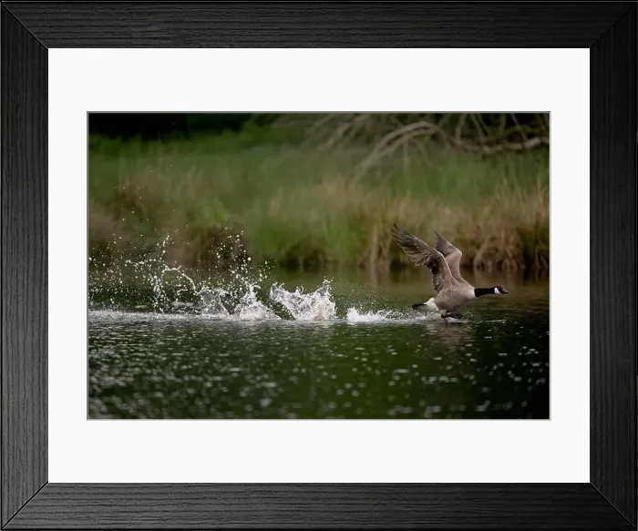 Framed Print : Canada goose (Branta canadensis) running over water and splashing water droplets Framed Print : Canada goose (Branta canadensis) running over water and splashing water droplets
