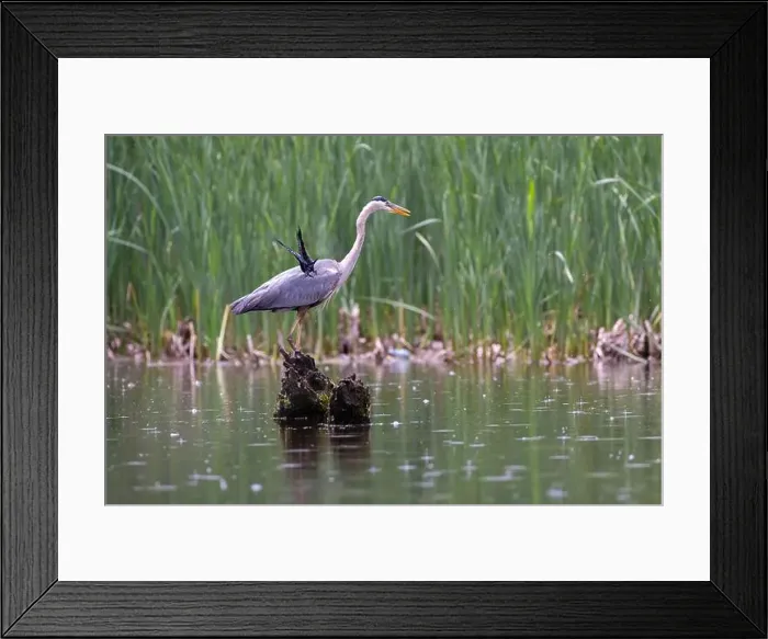 Framed Print : Red-winged Blackbird attacking Great Blue Heron Framed Print : Red-winged Blackbird attacking Great Blue Heron