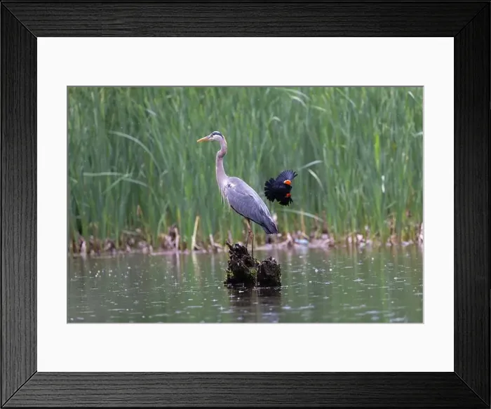 Framed Print : Red-winged Blackbird attacking Great Blue Heron Framed Print : Red-winged Blackbird attacking Great Blue Heron