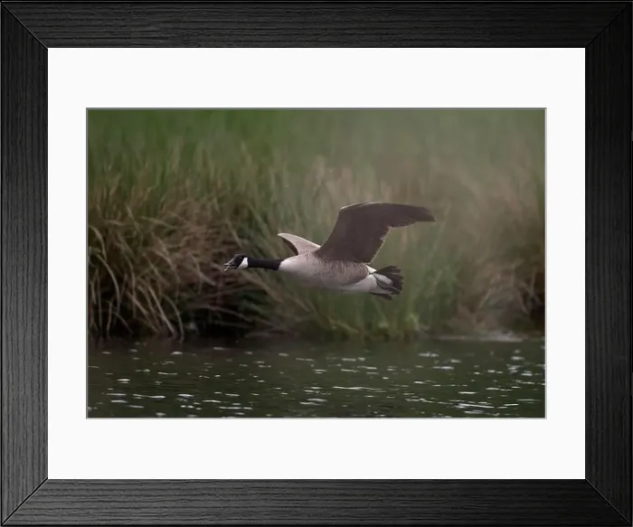 Framed Print : Canada goose (Branta canadensis) flying over water at the edge of a reed, Lower Rhine, North Rhine-Westphalia, Germany Framed Print : Canada goose (Branta canadensis) flying over water at the edge of a reed, Lower Rhine, North Rhine-Westphalia, Germany