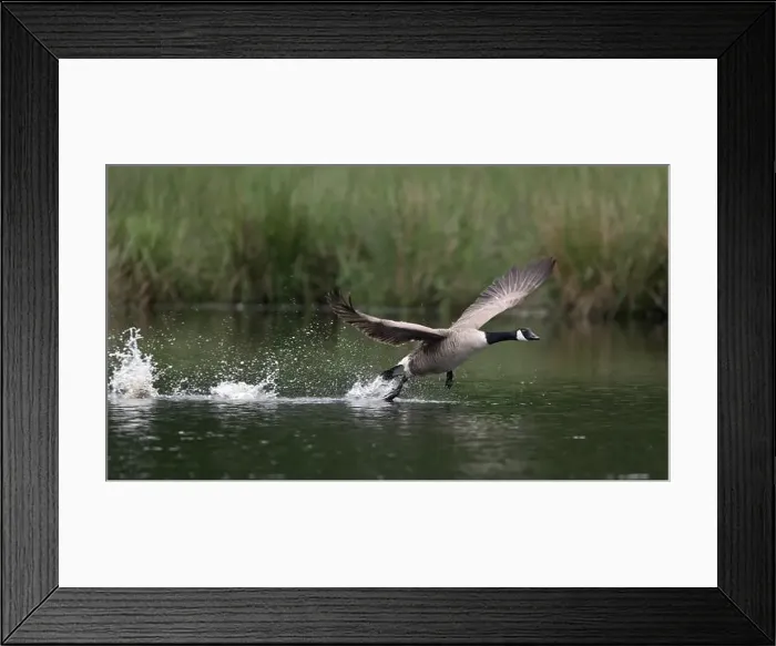 Framed Print : Canada goose (Branta canadensis) running over water and splashing water droplets Framed Print : Canada goose (Branta canadensis) running over water and splashing water droplets