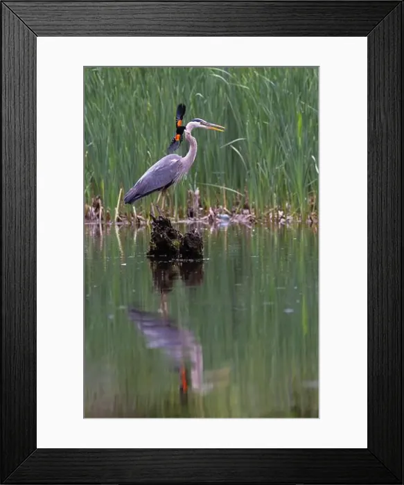 Framed Print : Red-winged Blackbird attacking Great Blue Heron Framed Print : Red-winged Blackbird attacking Great Blue Heron