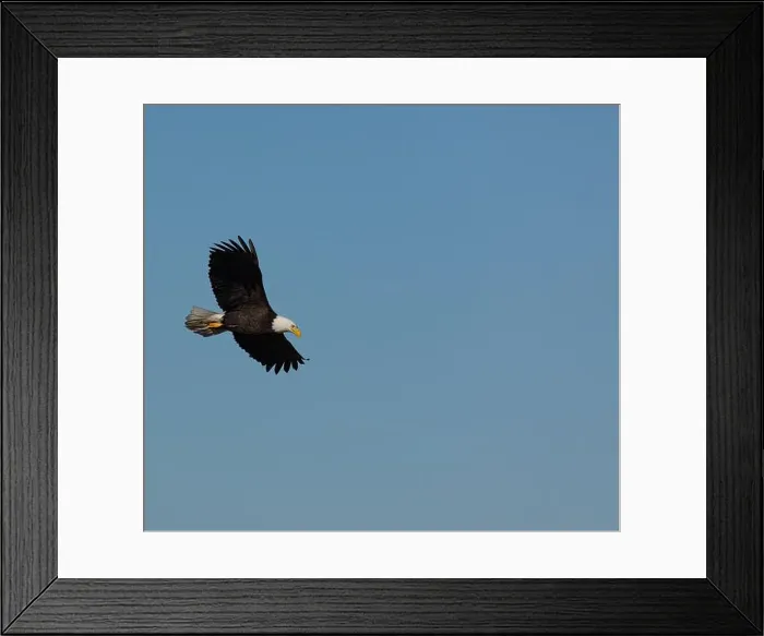 Framed Print : An adult Bald Eagle with wings spread flying against a blue sky in Victoria, British Columbia, Canada Framed Print : An adult Bald Eagle with wings spread flying against a blue sky in Victoria, British Columbia, Canada