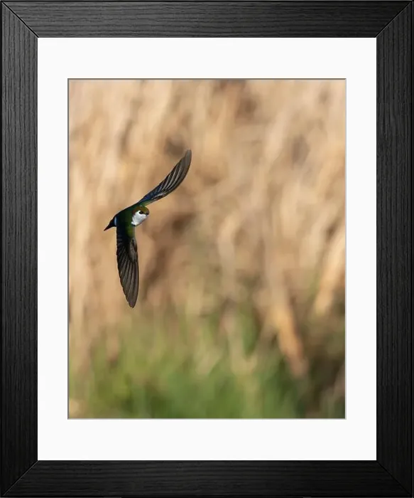 Framed Print : Violet-green Swallow in flight in Victoria, British Columbia, Canada Framed Print : Violet-green Swallow in flight in Victoria, British Columbia, Canada