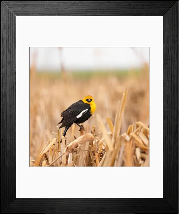 Framed Print : A single Yellow-headed Blackbird on dry reeds in a marsh Framed Print : A single Yellow-headed Blackbird on dry reeds in a marsh