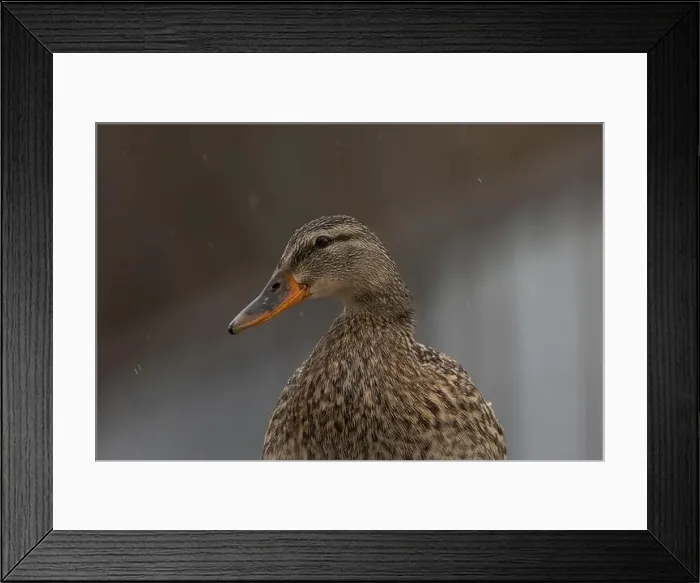 Framed Print : A female Mallard duck in Victoria, British Columbia, Canada Framed Print : A female Mallard duck in Victoria, British Columbia, Canada