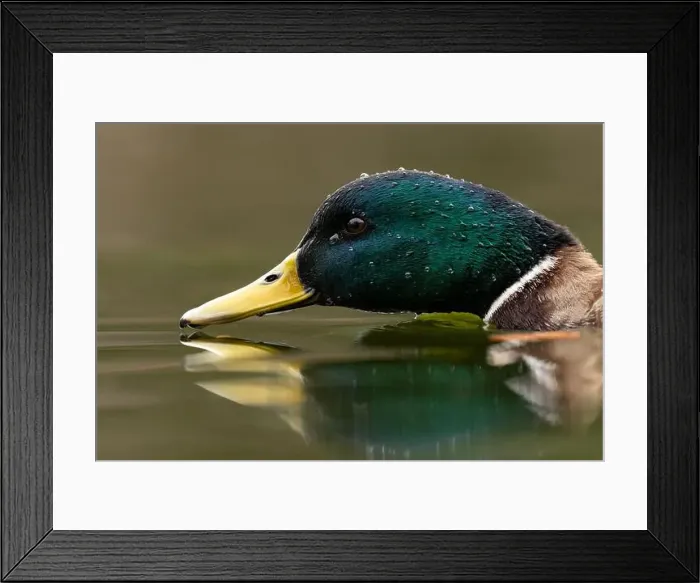 Framed Print : A Male Mallard duck from water level in Victoria, British Columbia, Canada Framed Print : A Male Mallard duck from water level in Victoria, British Columbia, Canada