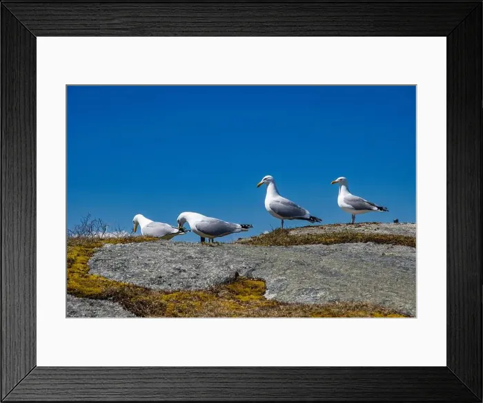 Framed Print : Great black-backed gulls standing on a rock at Peggy's Cove, Nova Scotia, Canada Framed Print : Great black-backed gulls standing on a rock at Peggy's Cove, Nova Scotia, Canada