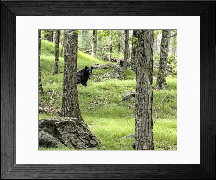 Framed Print : american black bear in the forest (trees grass) Framed Print : american black bear in the forest (trees grass)
