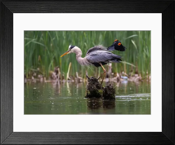 Framed Print : Red-winged Blackbird attacking Great Blue Heron Framed Print : Red-winged Blackbird attacking Great Blue Heron