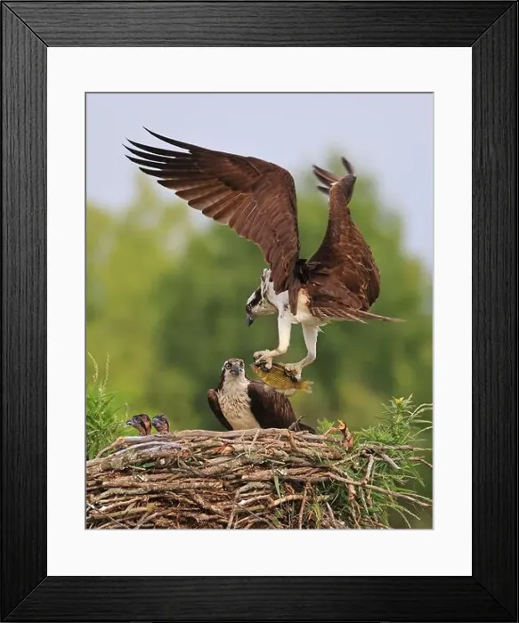 Framed Print : Osprey family into the nest, the male is landing with a fish, Canada Framed Print : Osprey family into the nest, the male is landing with a fish, Canada