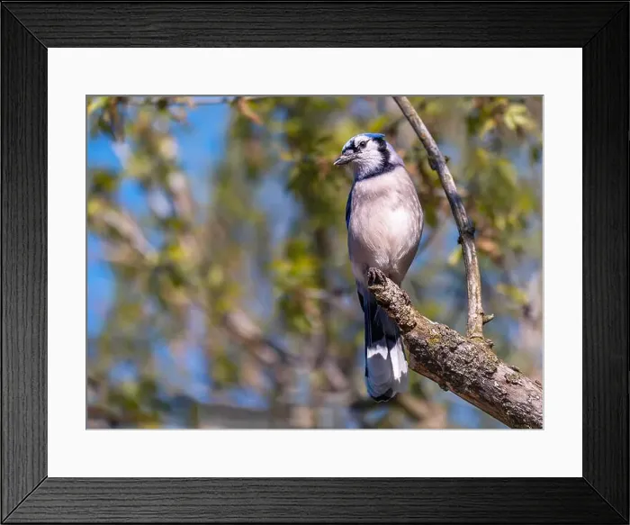 Framed Print : Blue Jay perching on a tree branch in early spring Framed Print : Blue Jay perching on a tree branch in early spring