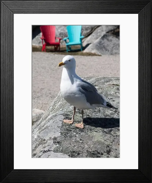 Framed Print : Great black-backed gull standing on a rock at Peggy's Cove, Nova Scotia, Canada Framed Print : Great black-backed gull standing on a rock at Peggy's Cove, Nova Scotia, Canada