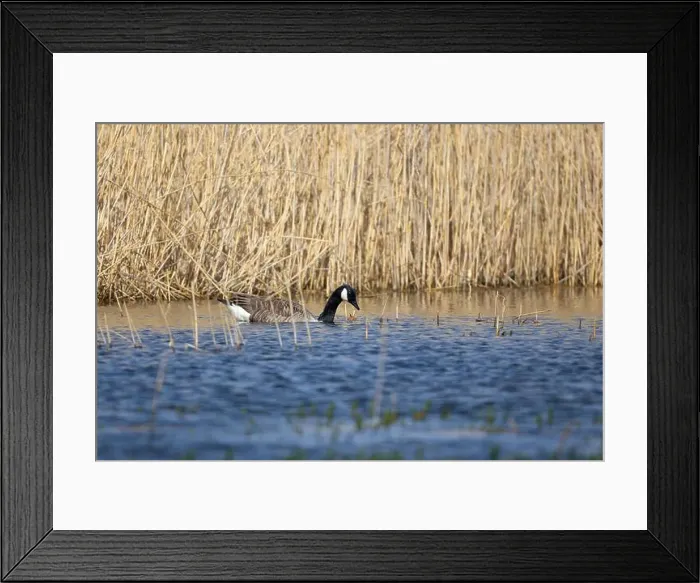 Framed Print : Canada Goose foraging for food in a lake with reeds in the background. County Durham, England, UK Framed Print : Canada Goose foraging for food in a lake with reeds in the background. County Durham, England, UK