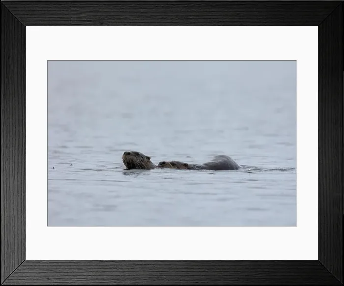 Framed Print : Pair of North American River Otters mating while swimming (or just catching a ride) in Victoria Framed Print : Pair of North American River Otters mating while swimming (or just catching a ride) in Victoria