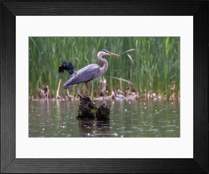 Framed Print : Red-winged Blackbird attacking Great Blue Heron