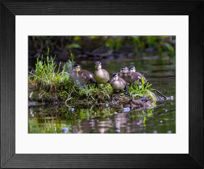 Framed Print : wood duck or Carolina duck (Aix sponsa) with babies Framed Print : wood duck or Carolina duck (Aix sponsa) with babies