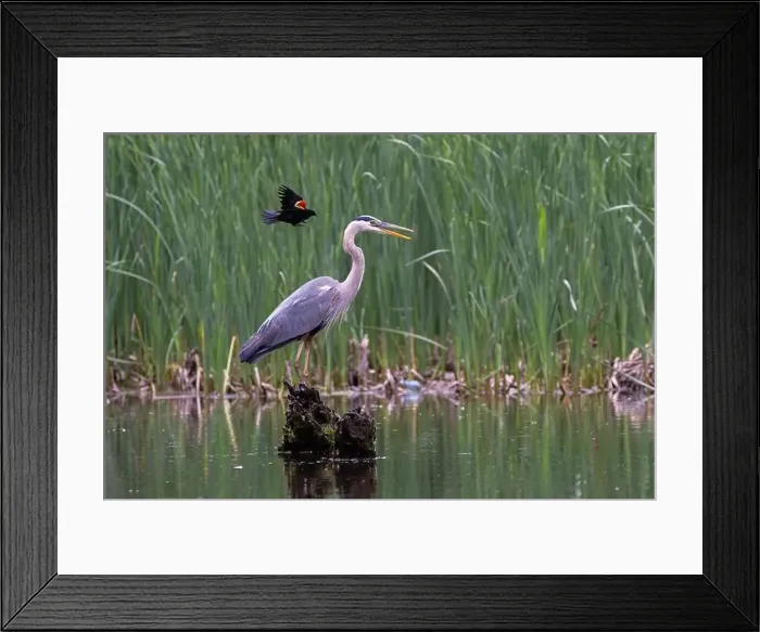 Framed Print : Red-winged Blackbird attacking Great Blue Heron Framed Print : Red-winged Blackbird attacking Great Blue Heron