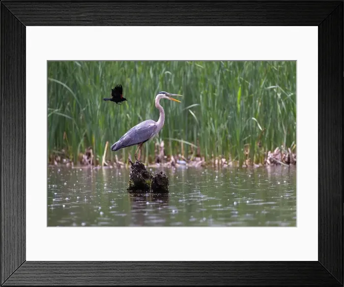 Framed Print : Red-winged Blackbird attacking Great Blue Heron Framed Print : Red-winged Blackbird attacking Great Blue Heron