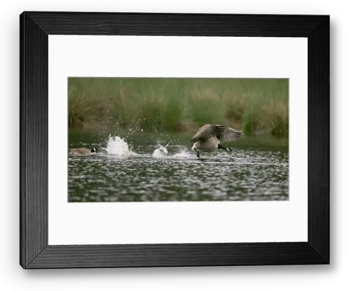 Framed Print : Calling Canada goose (Branta canadensis) running over water and splashing water droplets Framed Print : Calling Canada goose (Branta canadensis) running over water and splashing water droplets