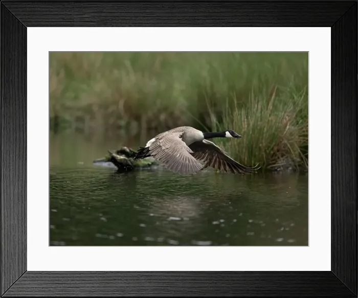 Framed Print : Canada goose (Branta canadensis) flying over water at the edge of a reed, Lower Rhine, North Rhine-Westphalia, Germany Framed Print : Canada goose (Branta canadensis) flying over water at the edge of a reed, Lower Rhine, North Rhine-Westphalia, Germany