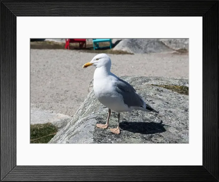 Framed Print : Great black-backed gull standing on a rock at Peggy's Cove, Nova Scotia, Canada Framed Print : Great black-backed gull standing on a rock at Peggy's Cove, Nova Scotia, Canada