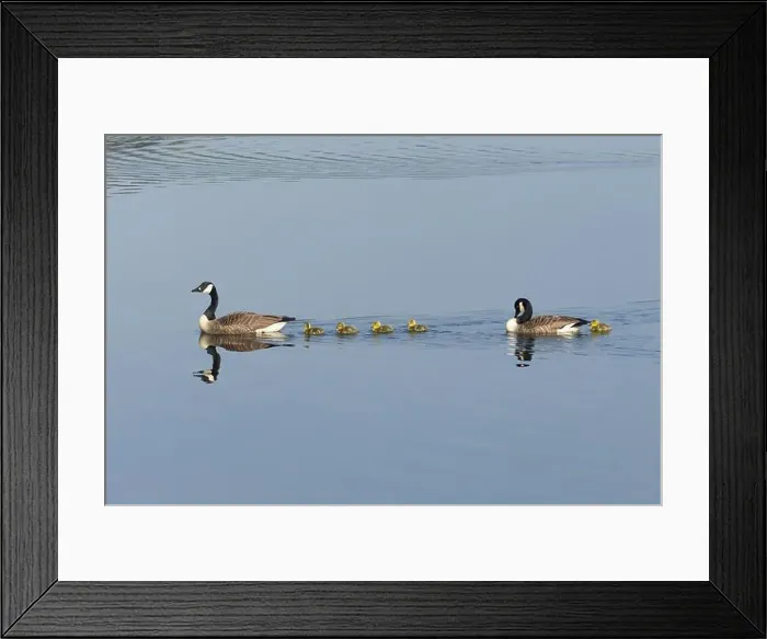 Framed Print : Canada goose (Branta canadensis) family of two adult birds and five juvenile goslings on a lake, England, United Kingdom Framed Print : Canada goose (Branta canadensis) family of two adult birds and five juvenile goslings on a lake, England, United Kingdom