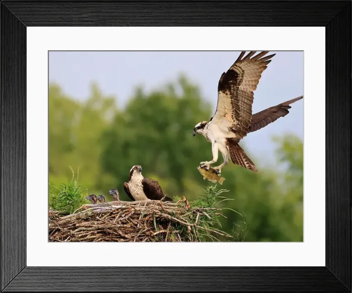 Framed Print : Osprey family into the nest, the male is landing with a fish, Canada Framed Print : Osprey family into the nest, the male is landing with a fish, Canada