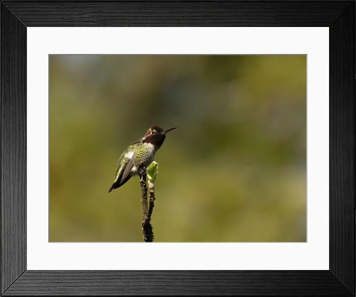 Framed Print : Single Anna's Hummingbird perched on a branch in Victoria, British Columbia, Canada Framed Print : Single Anna's Hummingbird perched on a branch in Victoria, British Columbia, Canada
