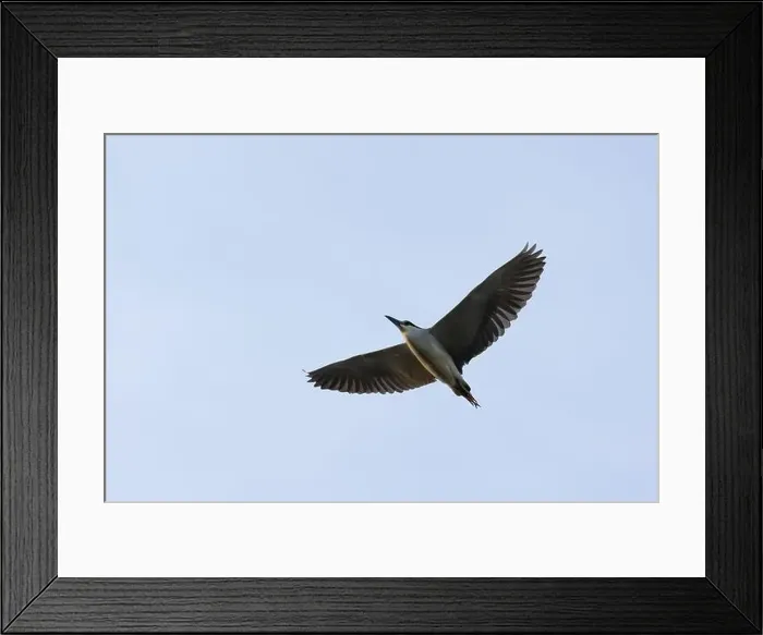 Framed Print : Black-crowned Night-heron in flight at dusk from below. Taken in Calgary, Alberta, Canada Framed Print : Black-crowned Night-heron in flight at dusk from below. Taken in Calgary, Alberta, Canada