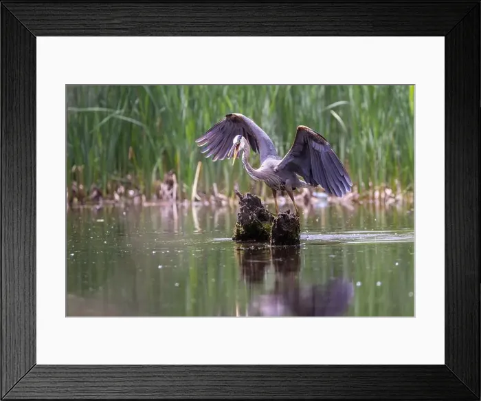 Framed Print : Great blue heron (Ardea herodias) fishing Framed Print : Great blue heron (Ardea herodias) fishing