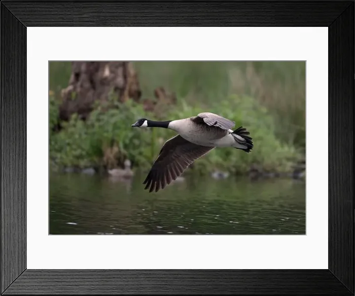 Framed Print : Canada goose (Branta canadensis) flying on the bank over water, Lower Rhine, North Rhine-Westphalia, Germany Framed Print : Canada goose (Branta canadensis) flying on the bank over water, Lower Rhine, North Rhine-Westphalia, Germany