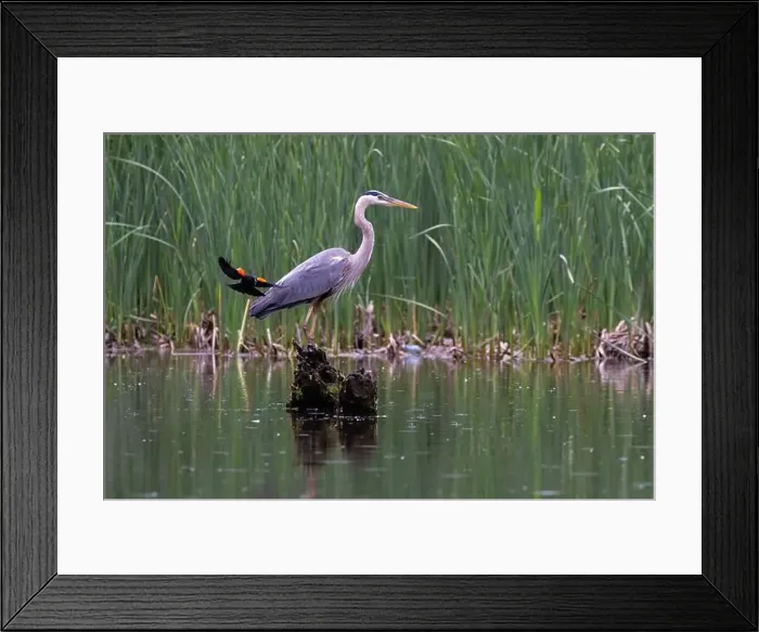 Framed Print : Red-winged Blackbird attacking Great Blue Heron Framed Print : Red-winged Blackbird attacking Great Blue Heron