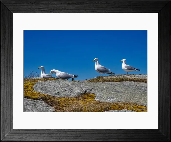 Framed Print : Great black-backed gulls standing on a rock at Peggy's Cove, Nova Scotia, Canada Framed Print : Great black-backed gulls standing on a rock at Peggy's Cove, Nova Scotia, Canada