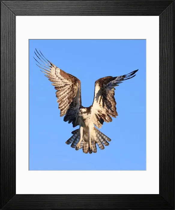 Framed Print : Osprey flying on the blue sky background, Canada Framed Print : Osprey flying on the blue sky background, Canada
