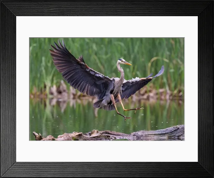 Framed Print : Great blue heron (Ardea herodias) fishing Framed Print : Great blue heron (Ardea herodias) fishing