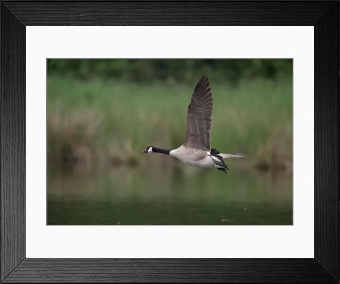 Framed Print : Canada goose (Branta canadensis) flying over water at the edge of a reed, Lower Rhine, North Rhine-Westphalia, Germany Framed Print : Canada goose (Branta canadensis) flying over water at the edge of a reed, Lower Rhine, North Rhine-Westphalia, Germany