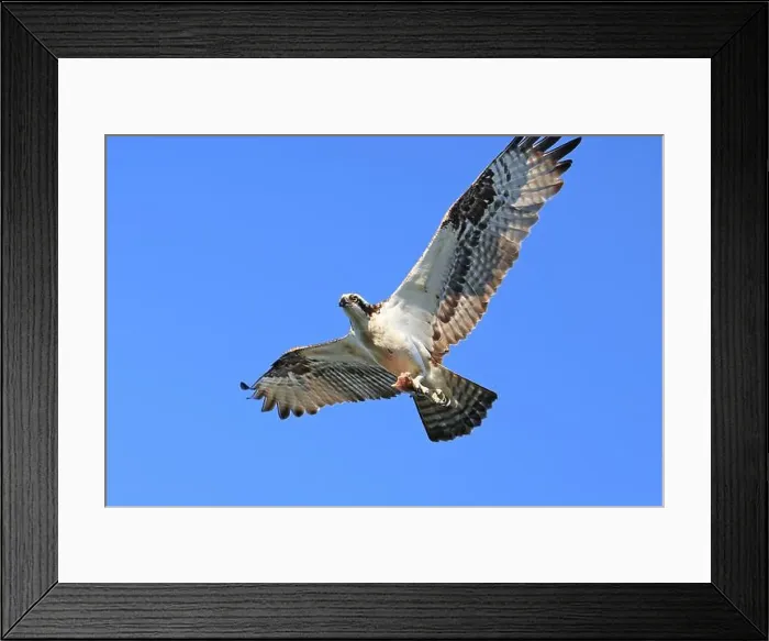 Framed Print : Osprey flying on the blue sky background, Canada Framed Print : Osprey flying on the blue sky background, Canada