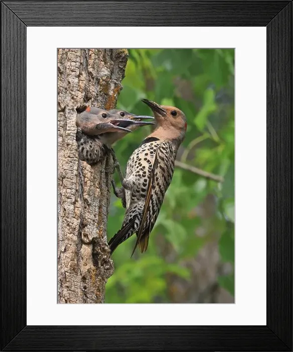 Framed Print : Northern Flicker family portrait on the green background, the mother feeding babies in the nest, Quebec, Canada Framed Print : Northern Flicker family portrait on the green background, the mother feeding babies in the nest, Quebec, Canada